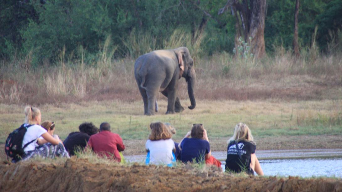 Conservation volunteers monitor an elephant in the National Park. Volunteers watch an elephant walk around a watering hole in Sri Lanka.